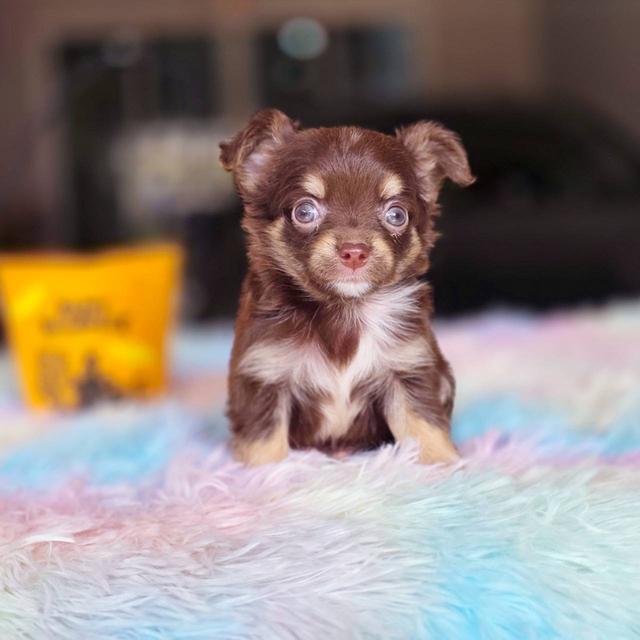 ชิวาวาแท้ขนยาว สีช็อค เพศผู้ 11