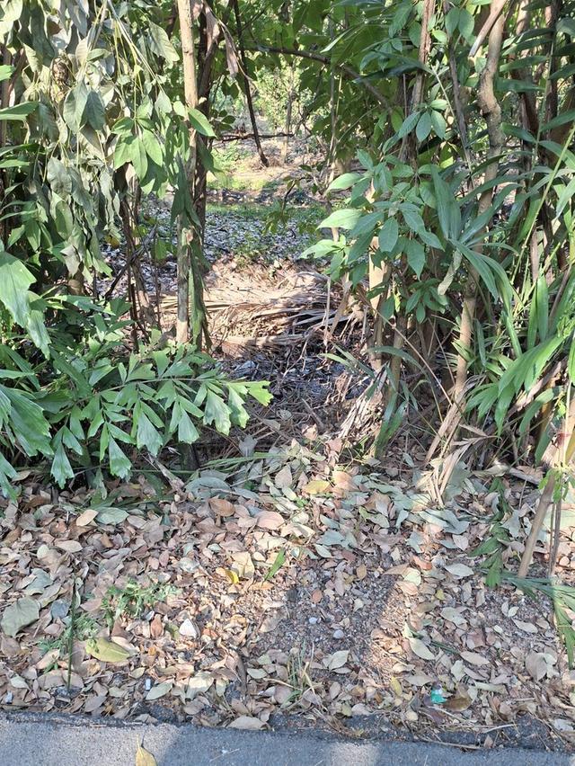 ขายที่ดินบางกะเจ้า 300 ตร.ว. ใกล้สวนศรีนครเขื่อนขันธ์ หน้าติดถนน หลังติดคลอง 8