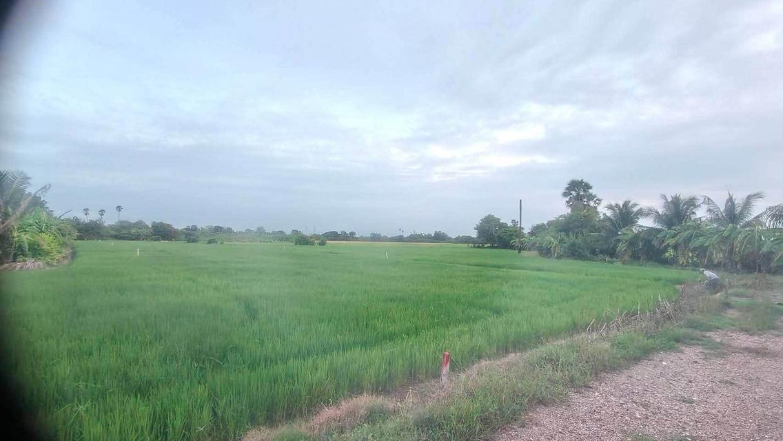 ขายด่วนที่ดิน 680 ตรว ติดถนนสาธารณะ 2 ด้าน แปลงมุม บ้านงิ้ว สามโคก ปทุมธานี 1