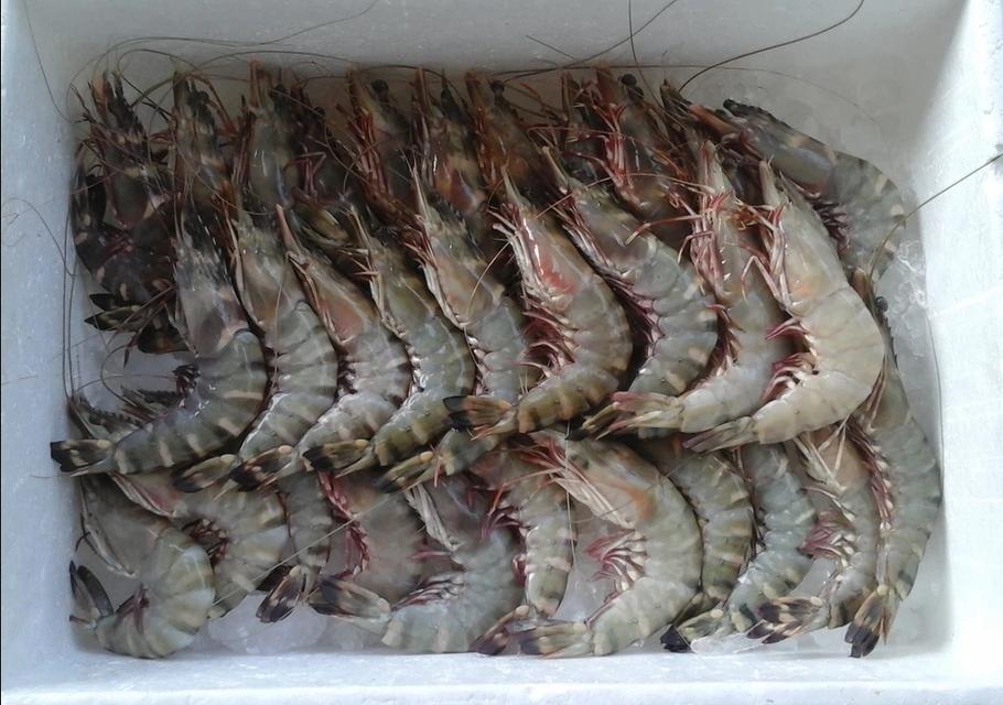 กุ้งลายเสือตัวใหญ่ 3