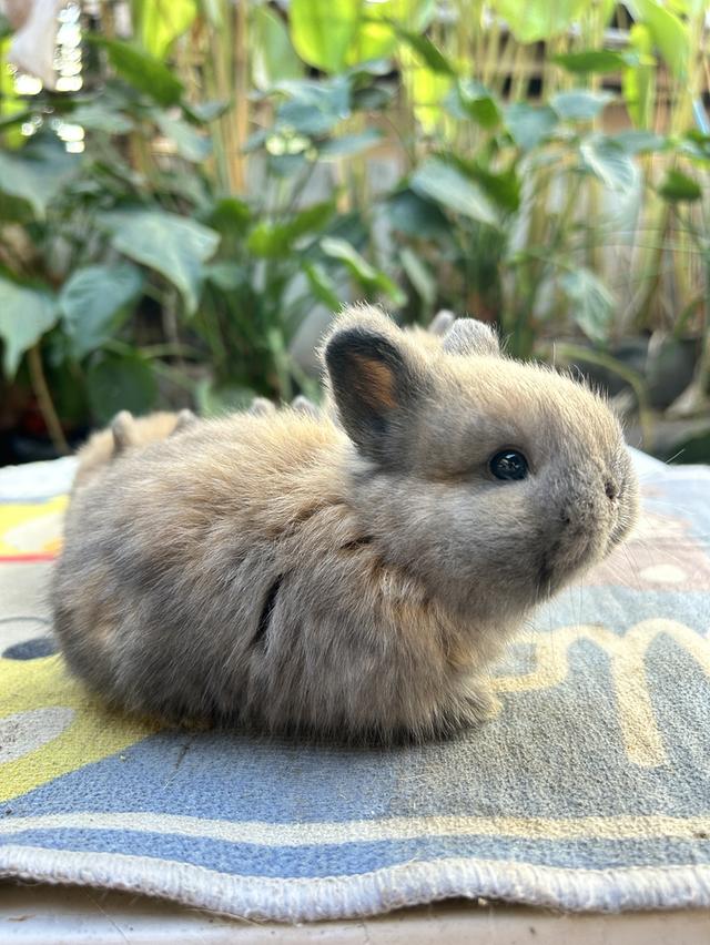 กระต่าย ND เพศเมียอายุ 28 วัน รูปย่อยที่ 2