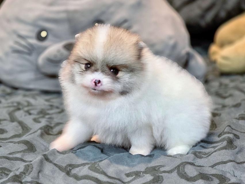 ปอมเมอเรเนียนแท้ เพศผู้ ทีคัพ รูปที่ 8