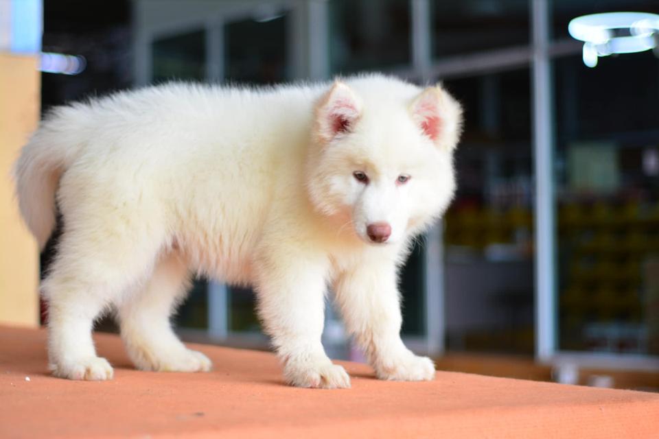 ลูกไซบีเรียน เพศ ผู้สีขาว มีใบเพ็ด