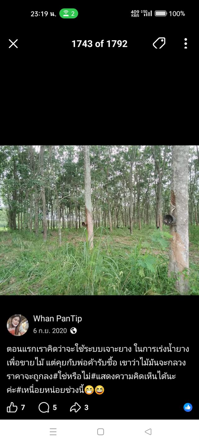 สวนยางพารา 30ไร่ อายุต้นยาง22ปี 7