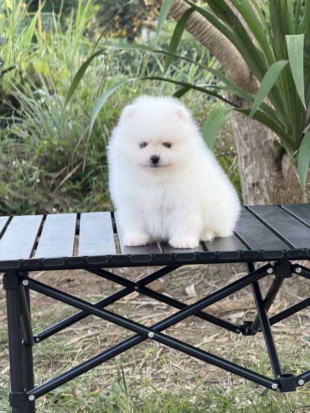 ปอมเมอเรเนียนแท้ สีขาว เพศผู้ พิกัดรามอินทรา 8