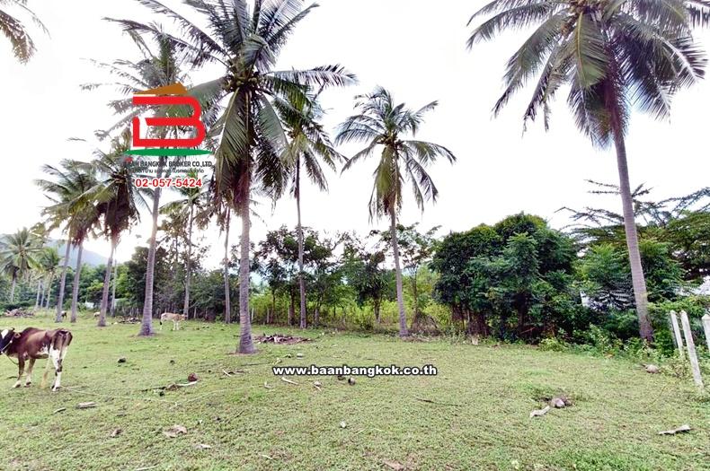 ที่ดินเปล่า ซอยสามร้อยยอด 23 เนื้อที่ 330 ตร.ว (ใกล้หาดสามร้อยยอด) ถนนเพชรเกษม ตำบลสามร้อยยอด อำเภอสามร้อยยอด จังหวัดประจวบคีรีขันธ์ 7