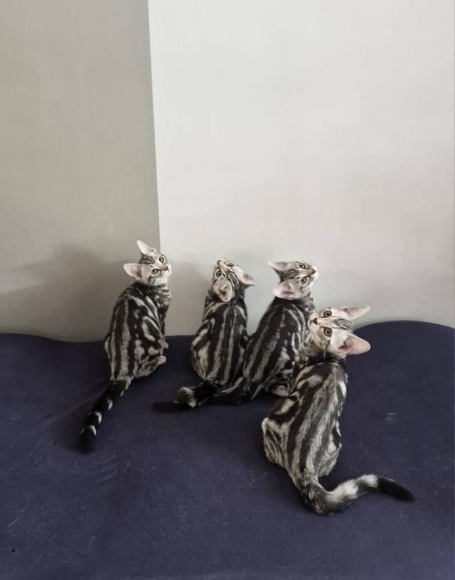 แมวบ้านอเมริกันช็อตแฮร์