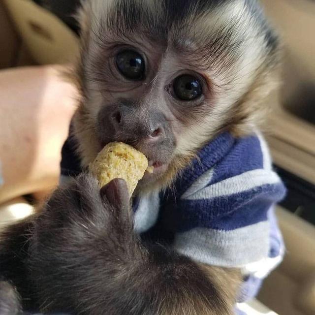 Capuchin Monkeys for Sale | WhatsApp me : +66 63 826 3042 รูปที่ 3