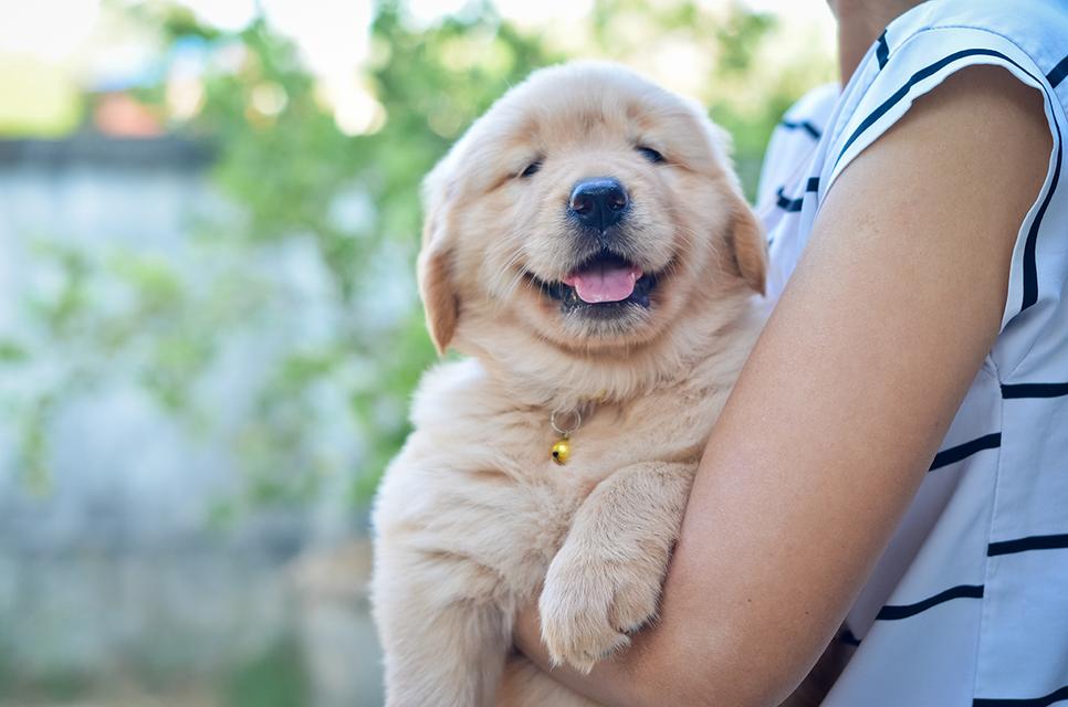 ขายลูกโกลเด้นแท้ ลูกโกลเด้นรีทรีฟเวอร์ พร้อมส่งลูกค้า กรุงเทพฯ นนทบุรี ปทุมธานี สมุทรปราการ ชลบุรี ระยอง โคราช สระบุรี ฉะเชิงเทรา นครนายก ฯลฯ รูปที่ 5