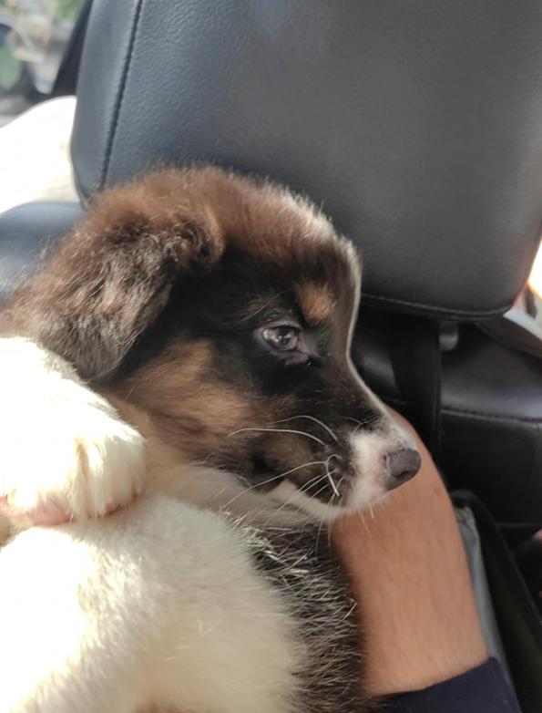 ขาย Australian Shepherd เพศผู้ 3