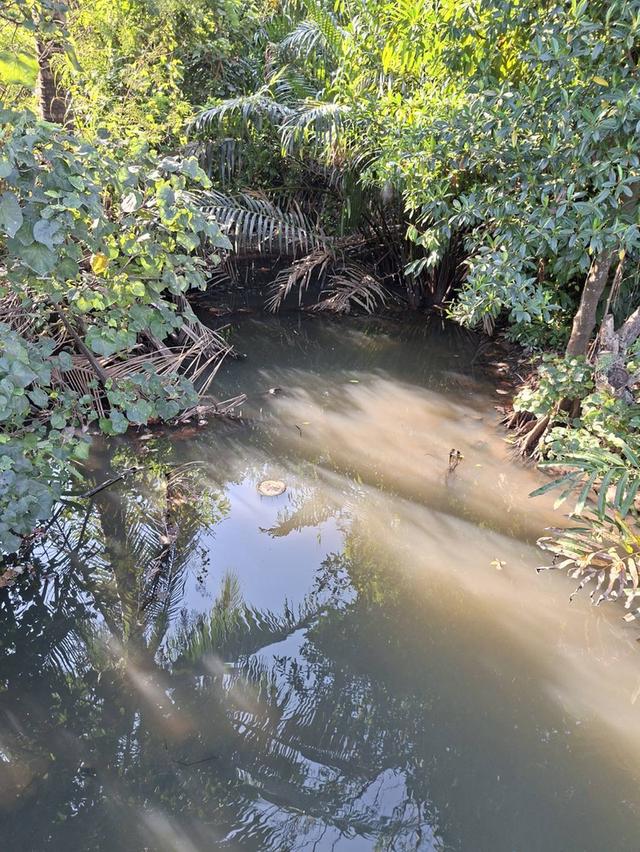 ขายที่ดินบางกะเจ้า 300 ตร.ว. ใกล้สวนศรีนครเขื่อนขันธ์ หน้าติดถนน หลังติดคลอง 12