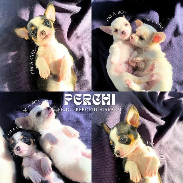 ชิวาวา ชาย1 หญิง2 น่ารักมาก