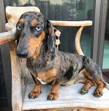 ขายสุนัขดัชชุน (Dachshund) หรือหมาไส้กรอก 3