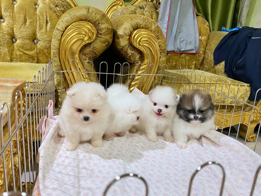 ลูกปอมเมอเรเนียนแท้ อายุ50วัน พร้อมเลี้ยง ราคากันเอง รูปที่ 2