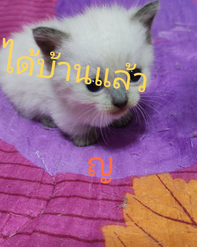 แมว สก็อตติ้สผสมมัทกิ้นขาสั้น รูปที่ 7
