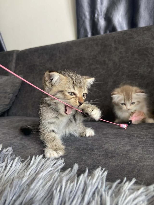 แมวพันธุ์มันช์กิ้นขายาว ชาย รูปที่ 3