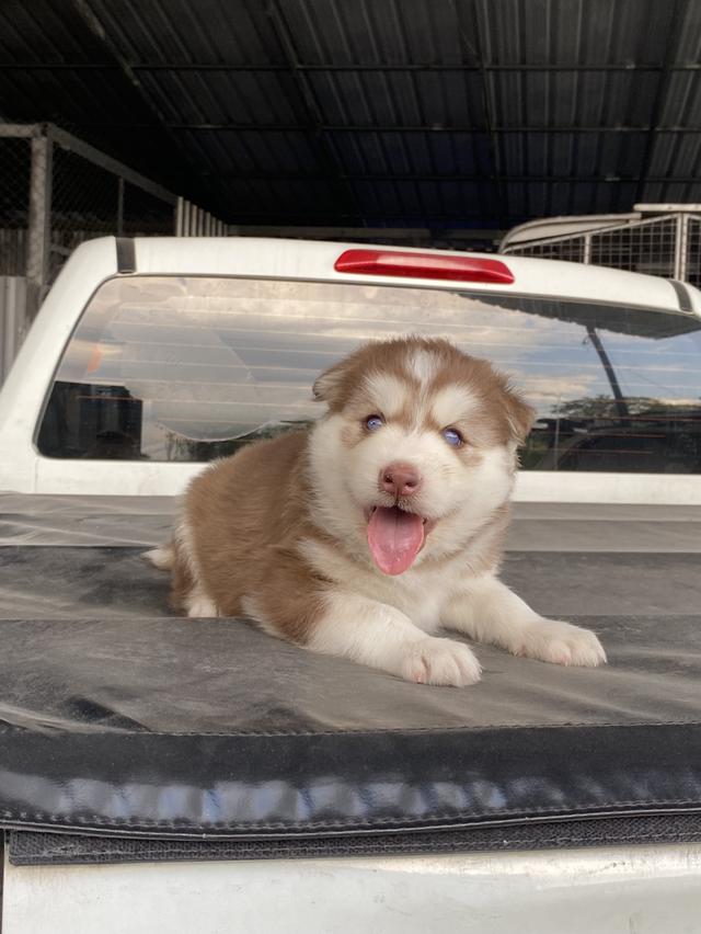 ไซบีเรียนวูดลี่โค้ช ชาย2หญิง2 รูปที่ 3