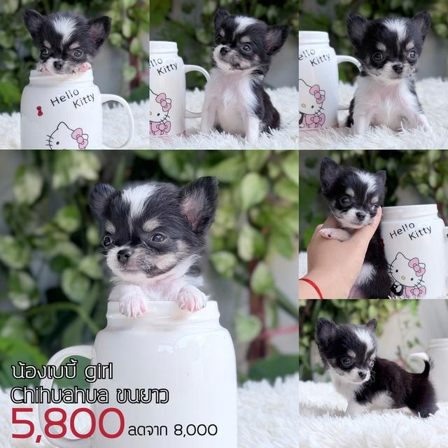 ชิวาวาแท้ ขนยาว พร้อมย้ายบ้าน รูปที่ 2