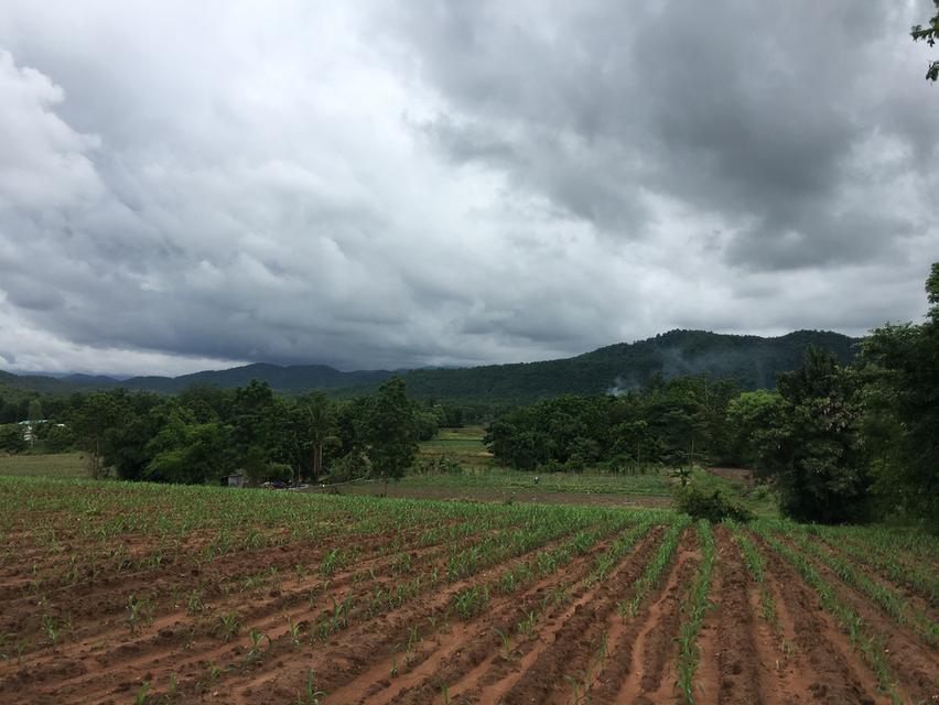 🌄 ขายที่ดิน 3 ไร่ วิวเขาใกล้เขาค้อ จ.เพชรบูรณ์