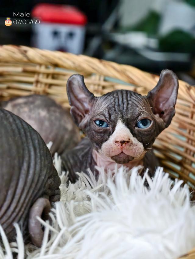 แมวสายพันธุ์สฟิงซ์ Sphynx รูปที่ 2