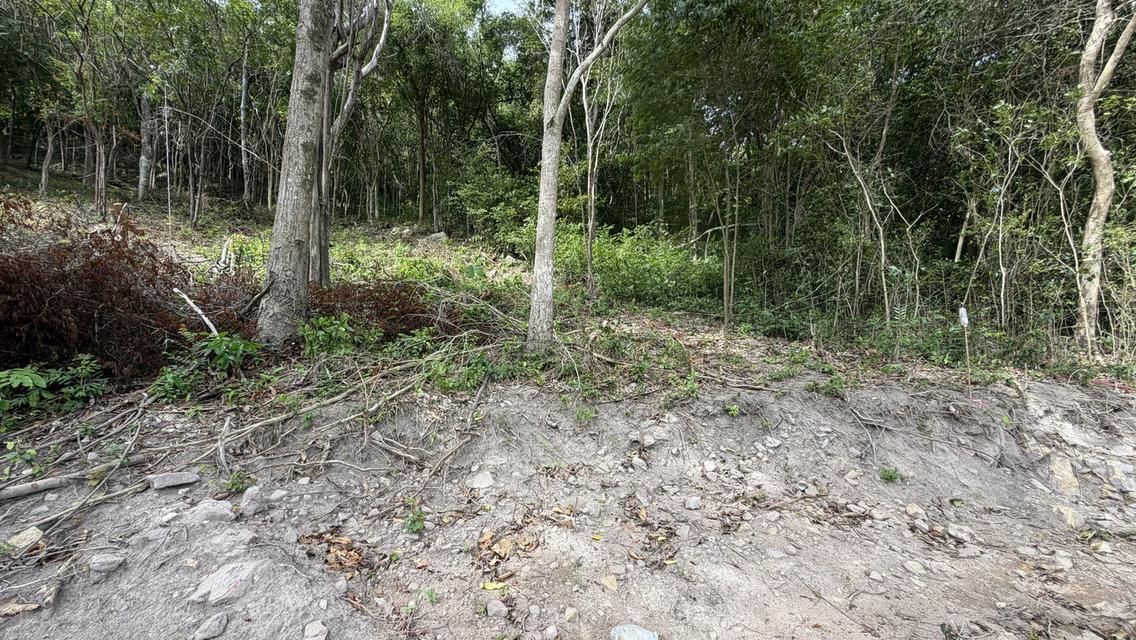 Prime Sunset & Sea View Land for Sale in Koh Samui – A Rare Investment Opportunity! 7