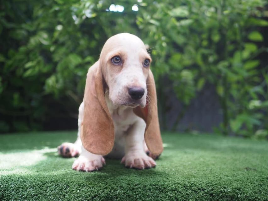 Basset Hound ขายสุนัขแสนน่ารัก 2