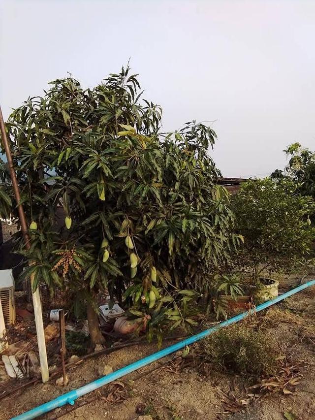 ขายที่ดินทำเลดี 2 ไร่ 3 งาน เจ้าของขายเอง คลอง13 หนองจอก ฝั่งตะวันออก  กทม 11