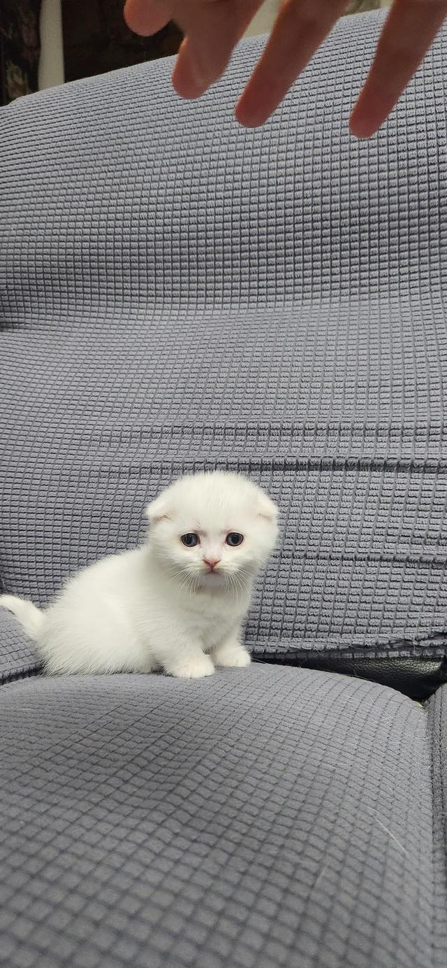 เด็กหญิงมัชน์กินหูพับ รูปที่ 3