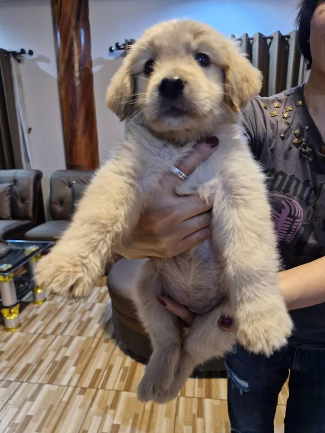 โกลเด้นรีทรีฟเวอร์ ลูกสุนัข