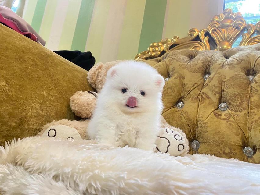 ลูกปอมแท้ อ้วนกลมฟูหมีๆ น่ารักมาก มาดูตัวจริงได้ค่ะ รูปที่ 3