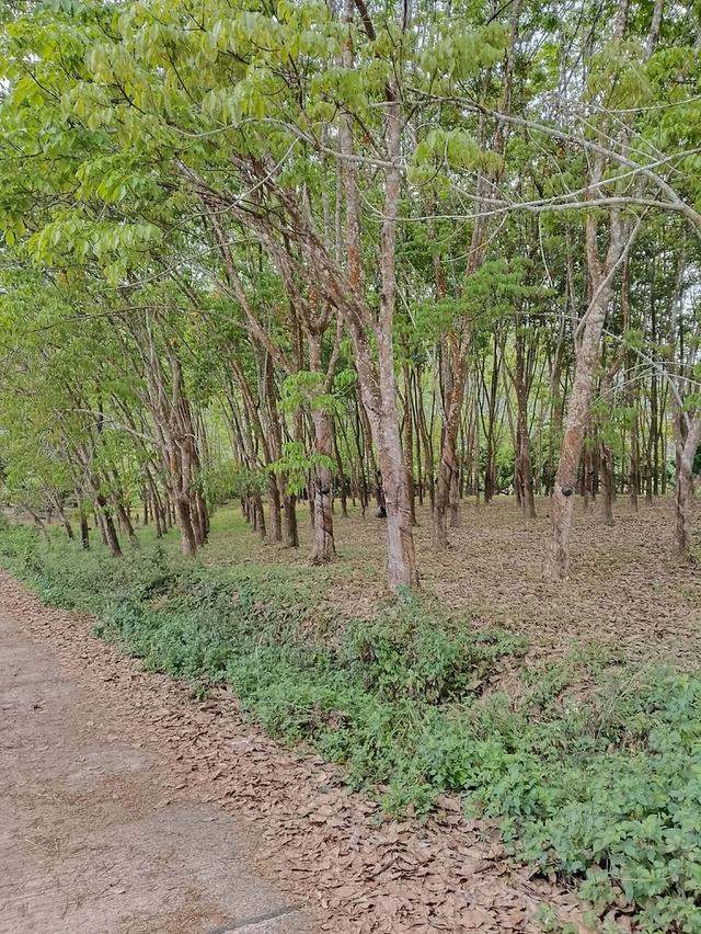 ที่ดิน สวนยาง 3 ไร่ 1งาน 60ตรว 9