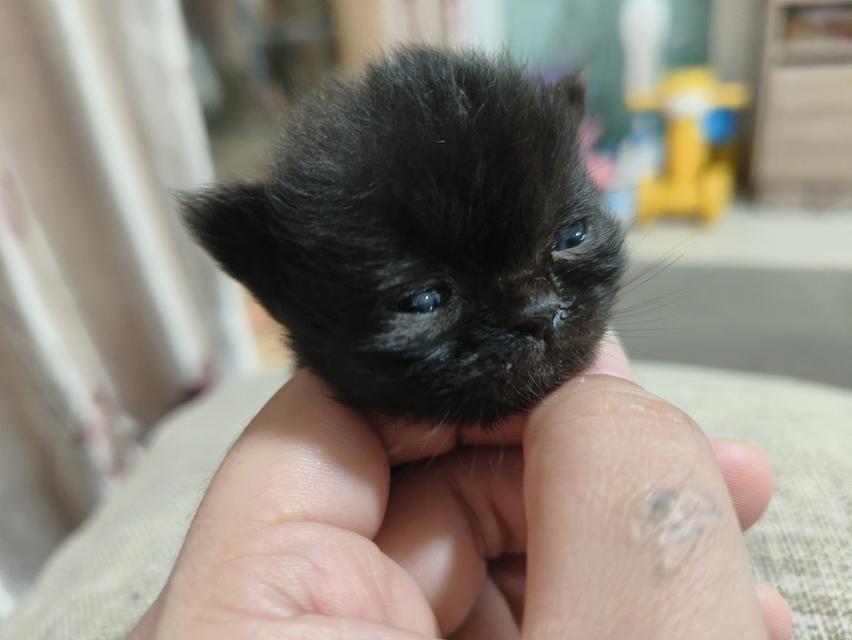 ลูกแมวเปอร์เซีย 3