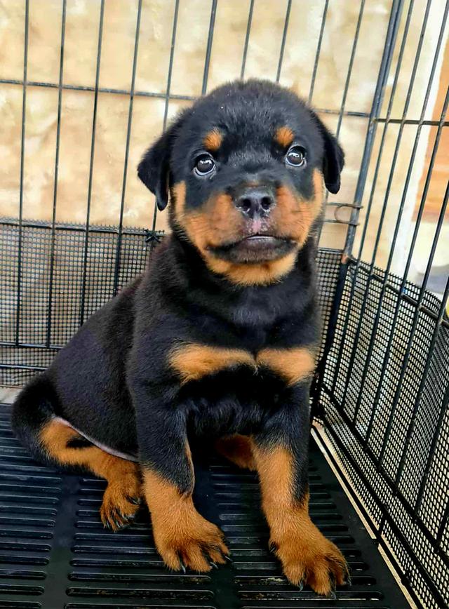 ลูกสุนัข Rottweiler พันธุ์แท้ 6