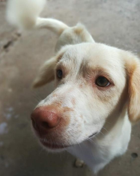 White Golden Retriever หมาน้อยจมูกชมพู 7