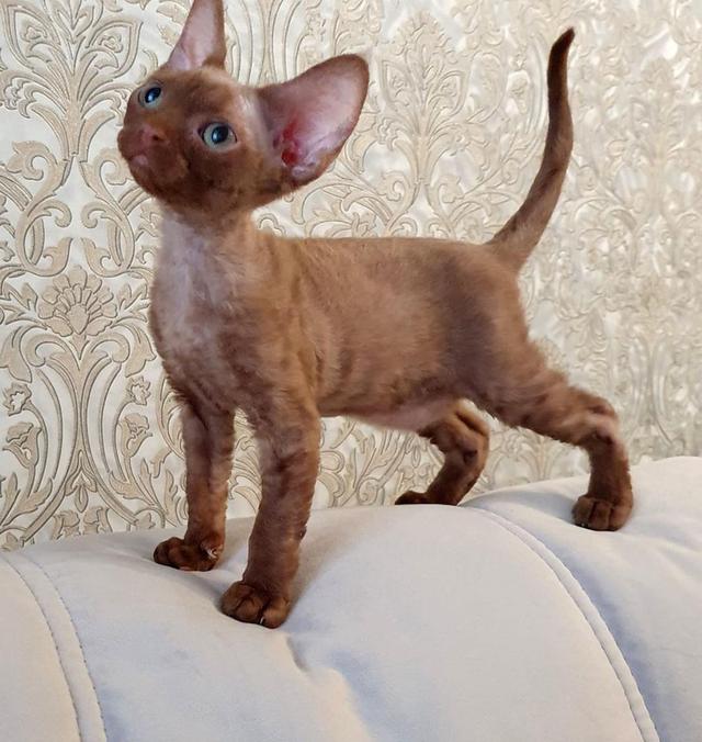 ลูกแมวเดวอนเร็กซ์สีน้ำตาล พันธุ์แท้ 100% 3