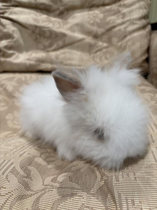 Teddy Bear Rabbit