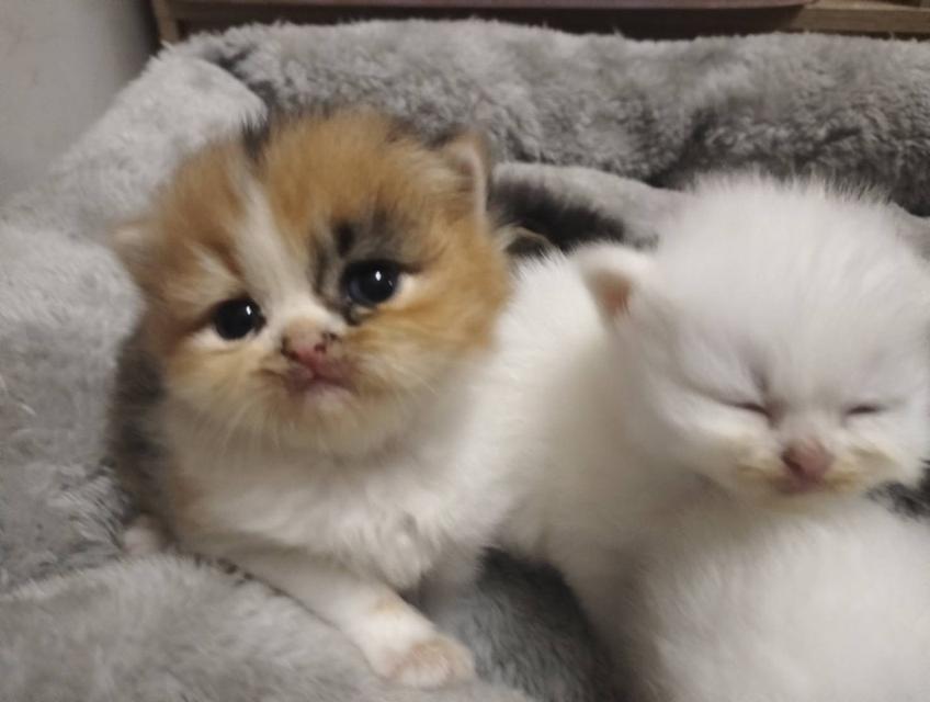 🌈เปิดจองน้องๆ ❤️ ขาวตาฟ้า ดำตาฟ้า ส้มกาฟิว สามสีตาฟ้า