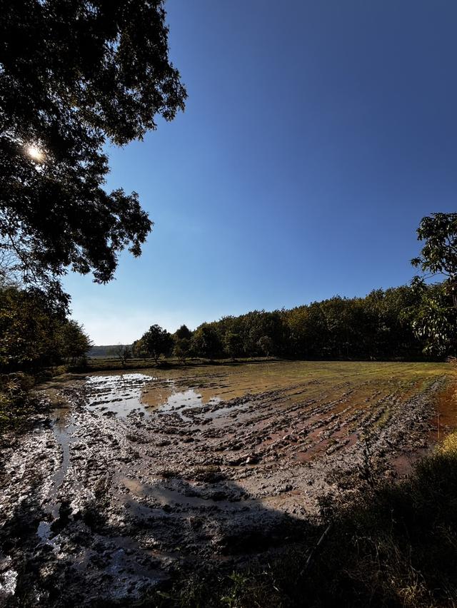 ปล่อยที่ดินเปล่าสวนเกษตร 8