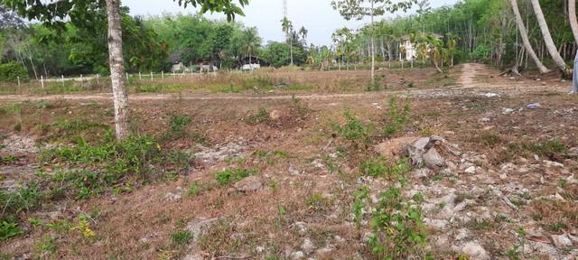ที่ดิน ที่ดิน ใกล้ม.วลัยลักษณ์ จ.นครศรีธรรมราช 10309500 THAI BAHT ใกล้ ห่าง ม.วลัยลักษณ์ จ.นครศรีธรรมราช ประมาณ 1 กม. โค รูปที่ 5