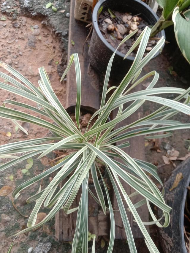 เศรษฐีไซ่ง่อนด่าง ส่งเป็นต้นเพาะชำ