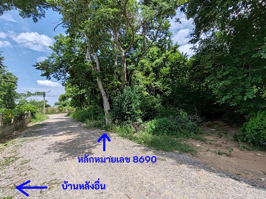 ขายที่ดิน โนนฝรั่ง หัวทะเล นครราชสีมา 3