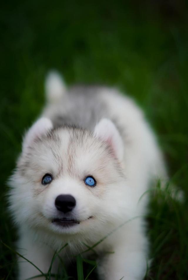 Siberian husky 10