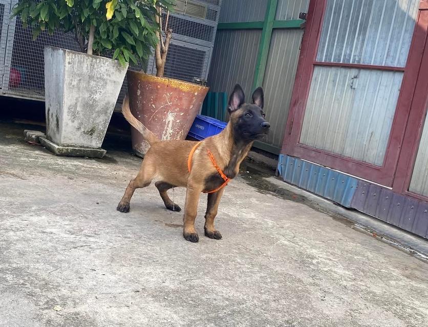 สุนัข Belgian Malinois ตัวผู้ 2