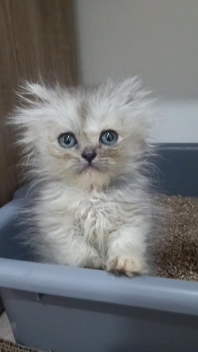 ลูกแมวเปอร์เซีย แท้ๆๆ นนทบุรี รูปที่ 2