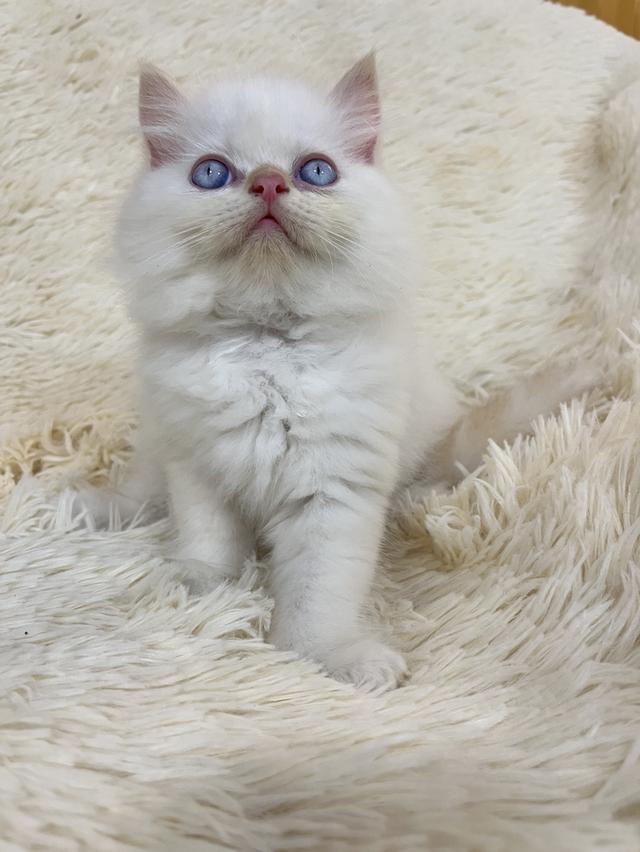 แมวเปอเซีย ดำขาว 🔥🔥🙂🙏 รูปที่ 18