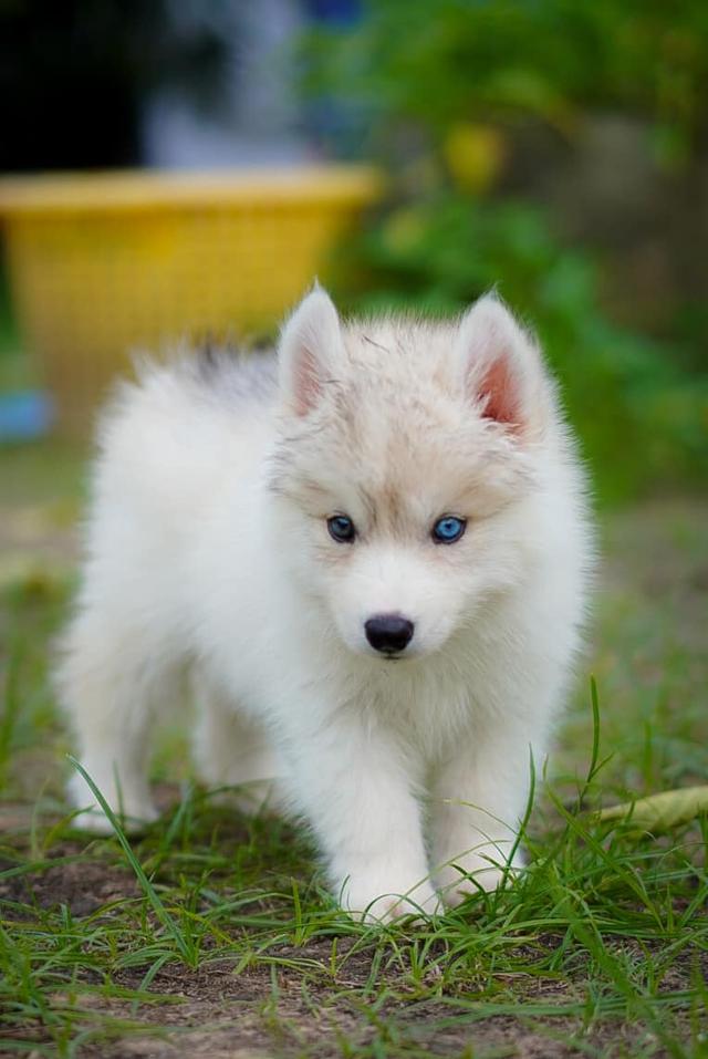 Siberian husky 5