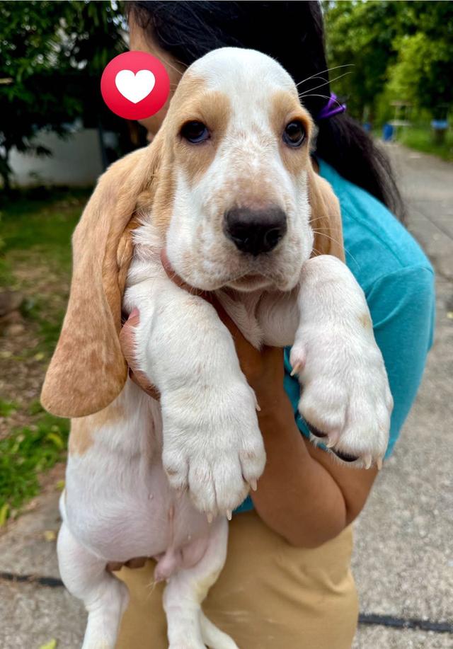 สัตว์เลี้ยงบาสเซ็ตฮาวด์ 10