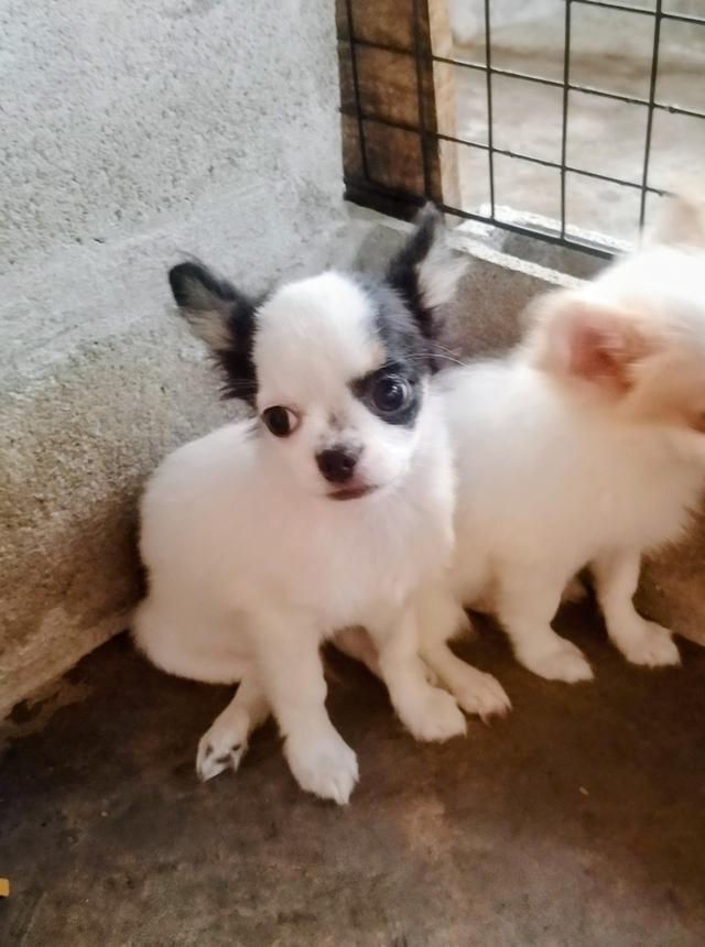 ลูกสุนัขชิวาว่า ขนยาว