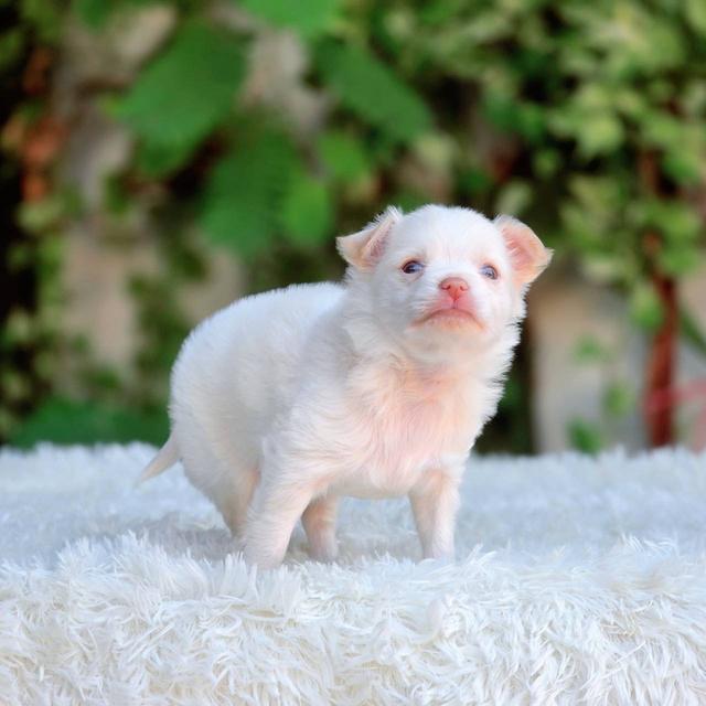 ชิวาวาแท้ขนยาวสีขาวครีมเพศผู้ รูปที่ 7