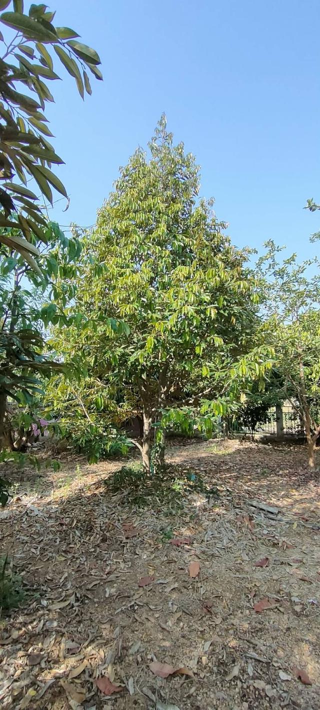 Smaller business guest house on sale Mountain view at Chon Daen Phetchabui ขายกิจการห้องพักและสวนผลไม้ไทยฉ่ำๆ ชนแดน เพชรบูรณ์ 10 ไร่ 8